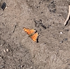 Polygonia