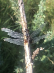 Erythemis plebeja