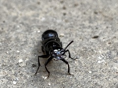 Philonthus caeruleipennis