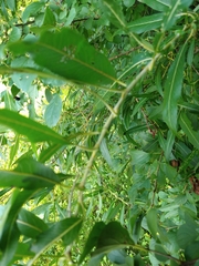 Salix petiolaris