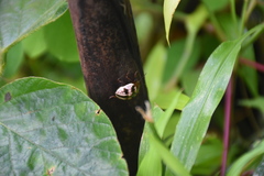 Cucujiformia
