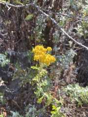Eriophyllum