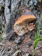 Fomitopsis schrenkii