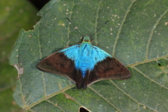 Telegonus