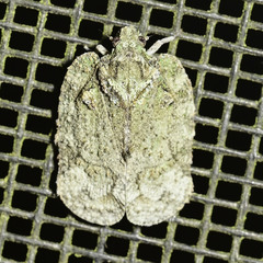 Flataloides scabrosus