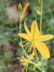 Echeandia flavescens