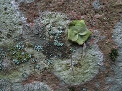 Umbilicaria