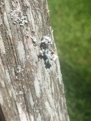 Parmotrema hypotropum