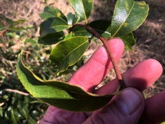 Celastrus subspicatus