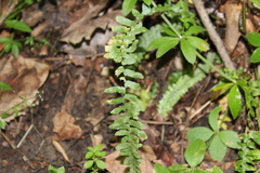Asplenium platyneuron