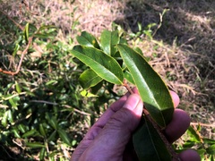 Celastrus subspicatus