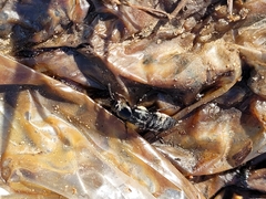 Creophilus maxillosus