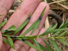 Botryosphaeria dothidea