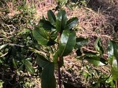 Celastrus subspicatus