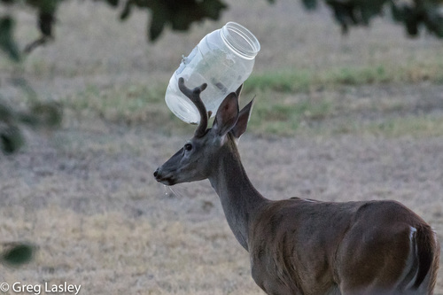 Odocoileus virginianus