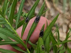 Asteromyia euthamiae