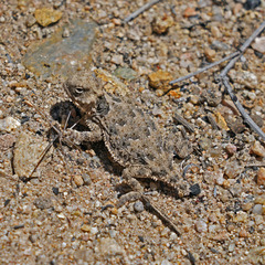 Phrynosoma blainvillii