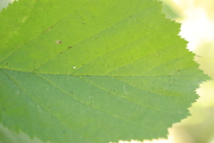 Corylus cornuta