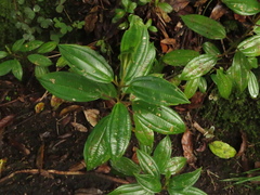 Miconia elaeoides