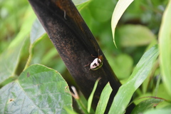 Cucujiformia