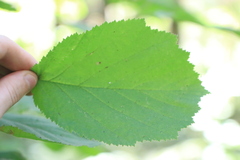 Corylus cornuta
