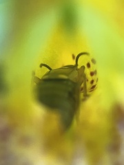 Forficula auricularia