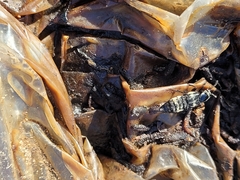 Creophilus maxillosus