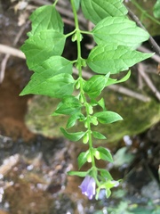 Scutellaria