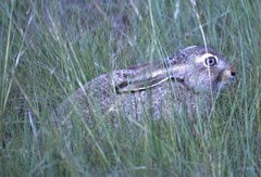 Lepus townsendii
