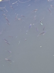 Oreochromis niloticus