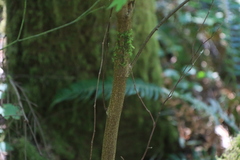 Corylus cornuta