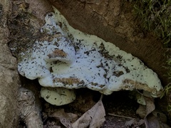 Rigidoporus populinus