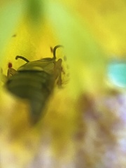 Forficula auricularia