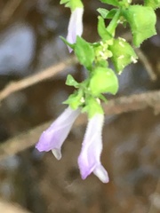 Scutellaria