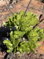 Tylecodon paniculatus