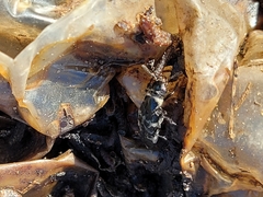 Creophilus maxillosus