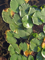 Nymphaea