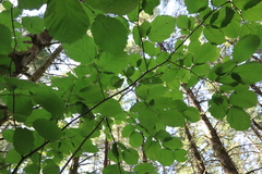 Corylus cornuta