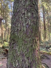 Picea sitchensis