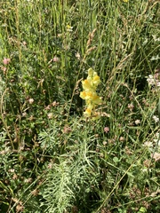 Linaria