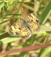 Phyciodes tharos