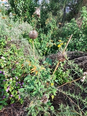 Leonotis nepetifolia