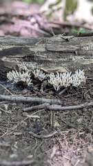Clavulina cinerea