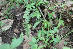 Asplenium platyneuron