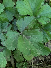 Waldsteinia fragarioides