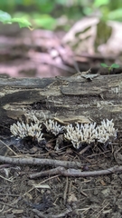 Clavulina cinerea