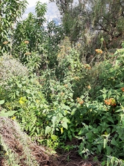 Leonotis nepetifolia