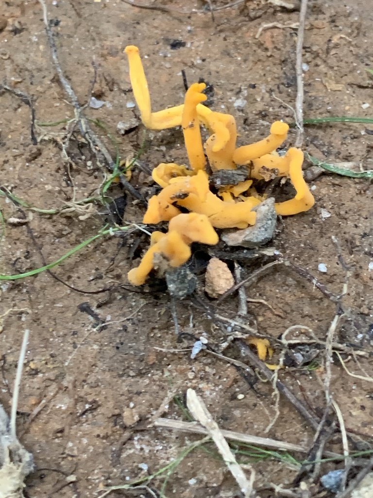 Clavulinopsis aurantiocinnabarina from Off Us, Rosman, NC, US on August ...