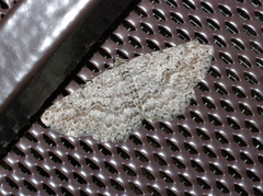Psilosticha absorpta