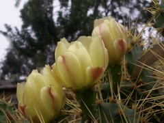 Cactaceae